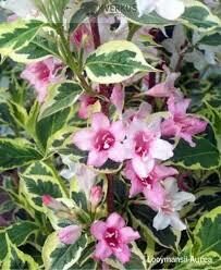 Krāšņā veigēla   Weigela florida ‘’Nana Variegata